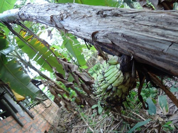 Tây Ninh: Buồng chuối lạ trổ từ... giữa thân cây 6