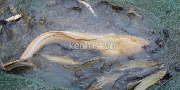 Cần Thơ: Cá trê "khủng" màu vàng cực kỳ lạ 3