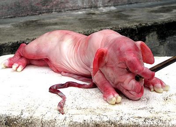 Những trường hợp lợn đẻ ra... "voi" xôn xao Việt Nam 10