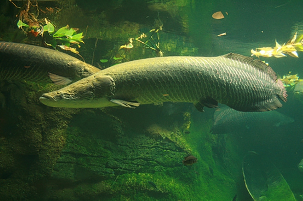 Close-up species of "the largest freshwater monster on the planet"  at Amazon - Photo 7.