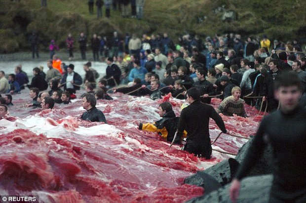 Bờ biển nhuốm màu đỏ máu sau vụ thảm sát cá voi hoa tiêu gây phẫn nộ toàn châu Âu - Ảnh 5.
