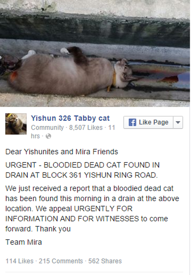 Singapore: Cả nước náo loạn vì một con mèo chết - Ảnh 2.