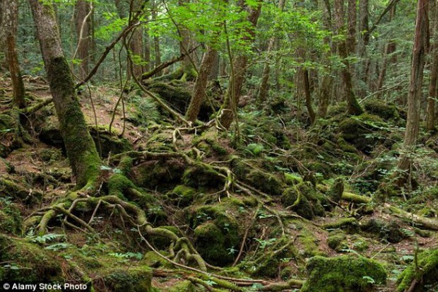 Ám ảnh khu rừng tự sát tại Nhật Bản - Ảnh 1.