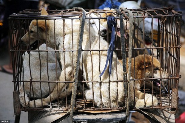 Pitiful images of innocent dogs and cats during the notorious dog meat festival in China - Photo 1.