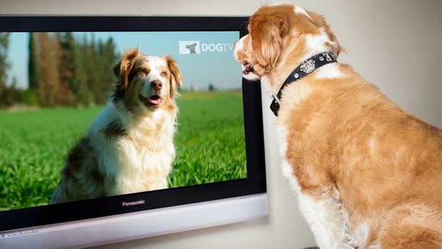Chó nhà bạn thấy những gì khi ngồi xem TV? - Ảnh 1.