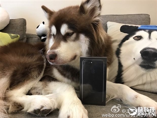 Thiếu gia giàu có nhất Trung Quốc mua hẳn 8 chiếc iPhone 7 và iPhone 7 Plus cho chó cưng - Ảnh 4.