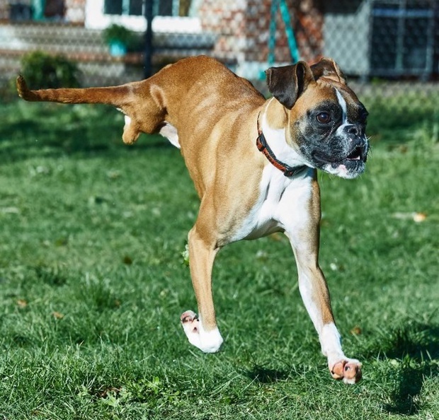 The energy and joy of life of the 2-legged dog makes millions of people admire - Photo 2.