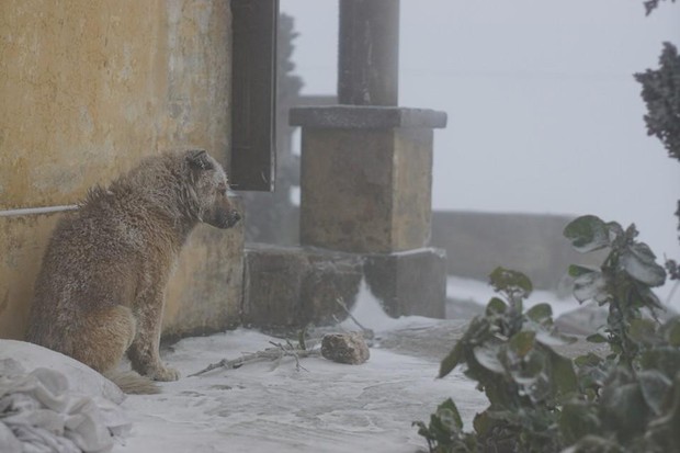 The photo of a small dog huddled in the snow in Mau Son makes viewers shed tears - Photo 2.