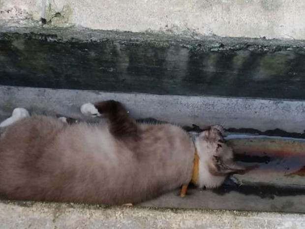 Singapore: Cả nước náo loạn vì một con mèo chết - Ảnh 1.