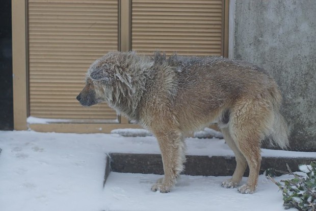 The photo of a small dog huddled in the snow in Mau Son makes viewers shed tears - Photo 3.