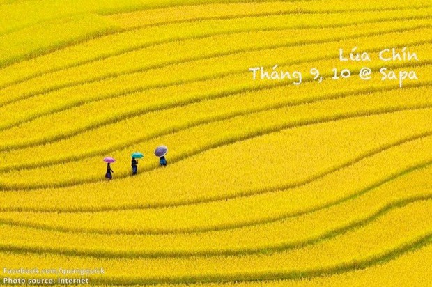 Hãy xem bộ ảnh này để thấy Việt Nam mình có những mùa lúa, mùa hoa thật đẹp! - Ảnh 20.