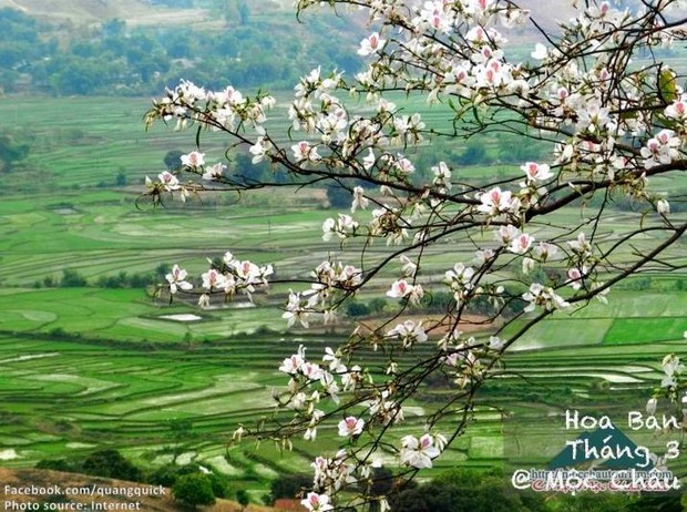 Hãy xem bộ ảnh này để thấy Việt Nam mình có những mùa lúa, mùa hoa thật đẹp! - Ảnh 8.