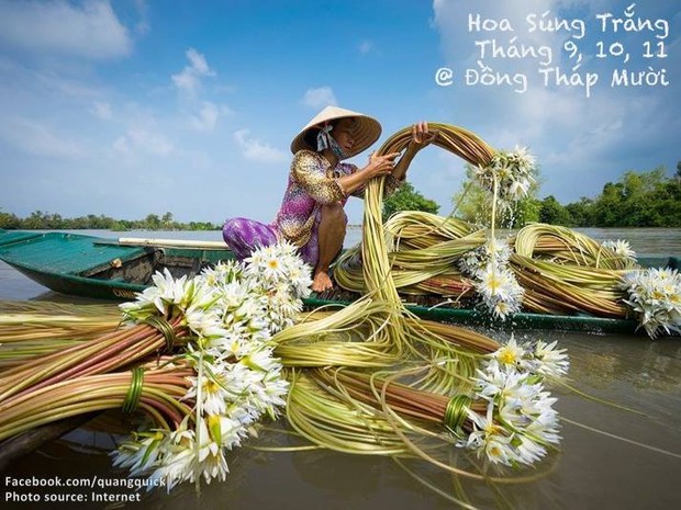 Hãy xem bộ ảnh này để thấy Việt Nam mình có những mùa lúa, mùa hoa thật đẹp! - Ảnh 28.