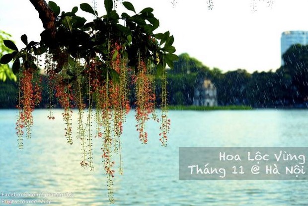 Hãy xem bộ ảnh này để thấy Việt Nam mình có những mùa lúa, mùa hoa thật đẹp! - Ảnh 33.