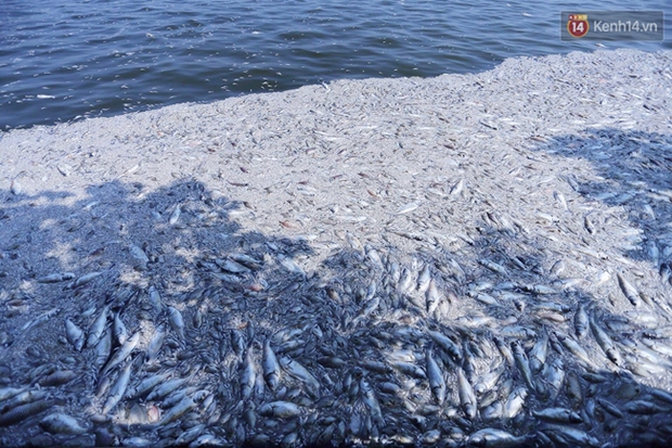 Ngày 3/10: Cá chết nổi ngày càng nhiều ở hồ Tây; đang tiếp tục bơm oxy, sục khí - Ảnh 2.