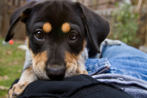 14 lý do chứng minh người yêu có thể không có nhưng chó nhất định phải có một con - Ảnh 4.