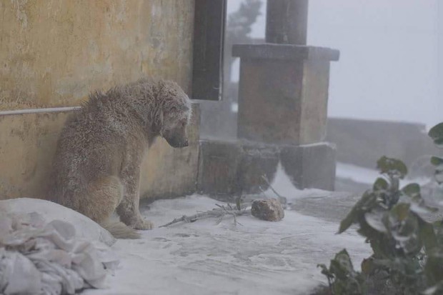 The photo of a small dog huddled in the snow in Mau Son makes viewers shed tears - Photo 1.