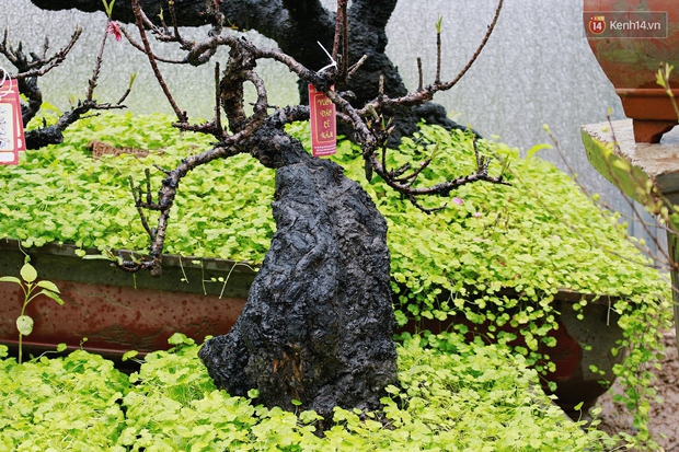 Thời tiết khắc nghiệt, nông dân Nhật Tân đưa đào vào nhà có điều hòa tránh rét - Ảnh 5.