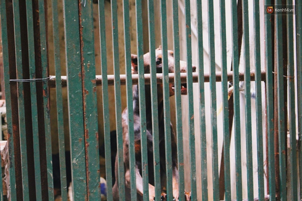 Vụ 4 con chó dữ xông vào cắn chủ qua lời kể đầy sợ hãi của những người chứng kiến - Ảnh 4.