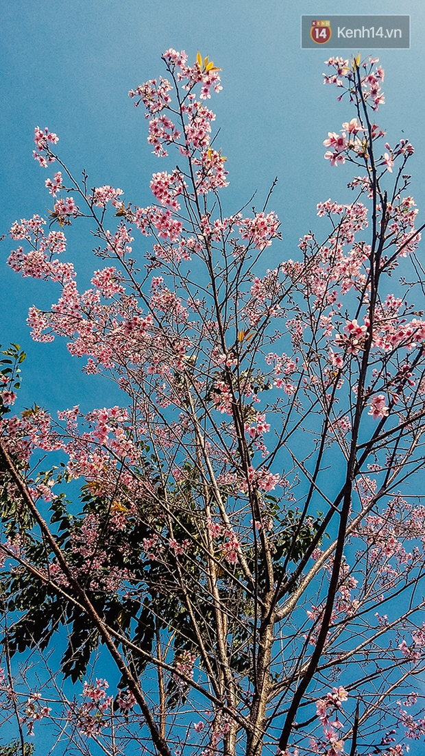 Chùm ảnh: Hoa mai anh đào chớm nở trên những cung đường đèo ở Đà Lạt - Ảnh 4.