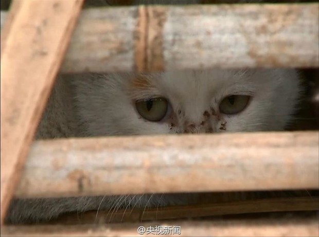 Giải cứu thành công 2.000 chú mèo đang bị đưa vào lò mổ - Ảnh 9.