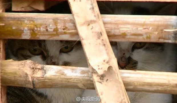 Giải cứu thành công 2.000 chú mèo đang bị đưa vào lò mổ - Ảnh 8.