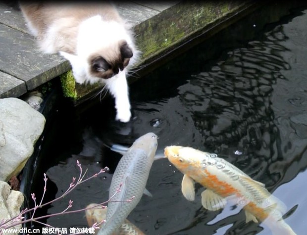 Tình bạn khăng khít suốt 3 năm trời giữa mèo và cá khiến nhiều người thích thú - Ảnh 2.