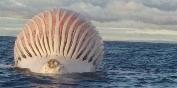 Úc: Ngư dân choáng váng khi phát hiện quái vật nổi lềnh bềnh trên mặt biển - Ảnh 1.