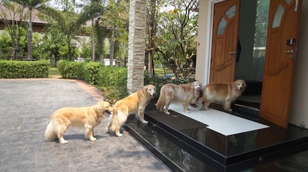 Hình ảnh đàn chó xếp hàng để chờ được rửa chân trước khi bước vào nhà gây sốt - Ảnh 2.