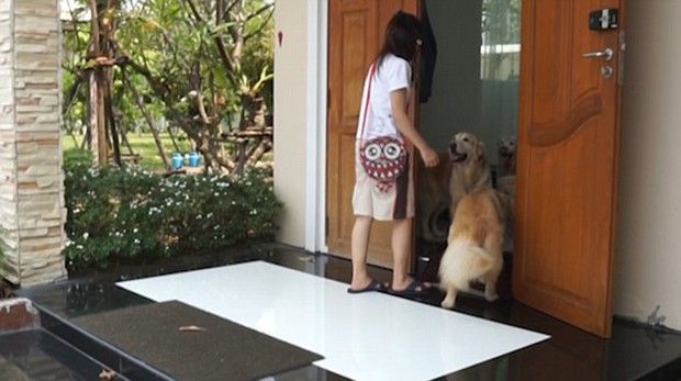 Hình ảnh đàn chó xếp hàng để chờ được rửa chân trước khi bước vào nhà gây sốt - Ảnh 5.