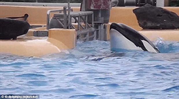 Chú cá voi tự tử do không chịu nổi cuộc sống cầm tù mua vui cho con người - Ảnh 3.