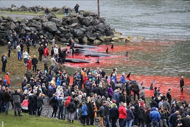 Bờ biển nhuốm màu đỏ máu sau vụ thảm sát cá voi hoa tiêu gây phẫn nộ toàn châu Âu - Ảnh 1.