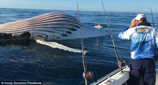 Úc: Ngư dân choáng váng khi phát hiện quái vật nổi lềnh bềnh trên mặt biển - Ảnh 3.