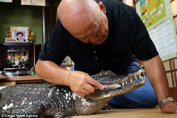Người đàn ông Nhật Bản coi cá sấu như thú cưng, tắm rửa, đánh răng và dắt nó đi chợ mỗi ngày - Ảnh 3.