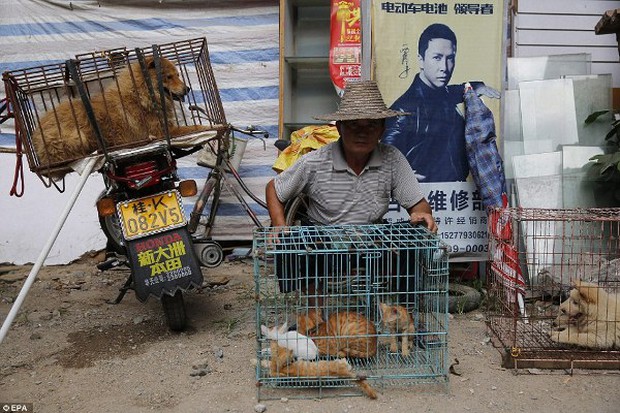 Pitiful images of innocent dogs and cats during the infamous dog meat festival in China - Photo 4.