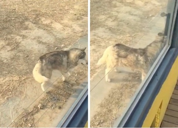 Vườn thú gây phẫn nộ vì nhốt chó Husky vào chuồng sói để tăng tính giải trí cho du khách - Ảnh 5.