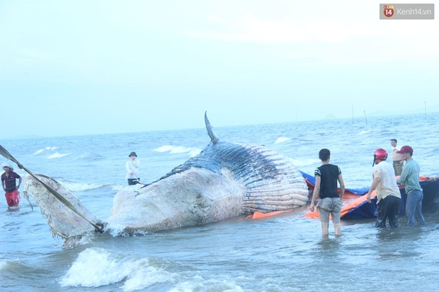 Hàng nghìn người hợp sức đưa thi thể cá voi hơn 7 tấn vào bờ - Ảnh 2.