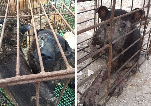 Pitiful images of innocent dogs and cats during the notorious dog meat festival in China - Photo 5.