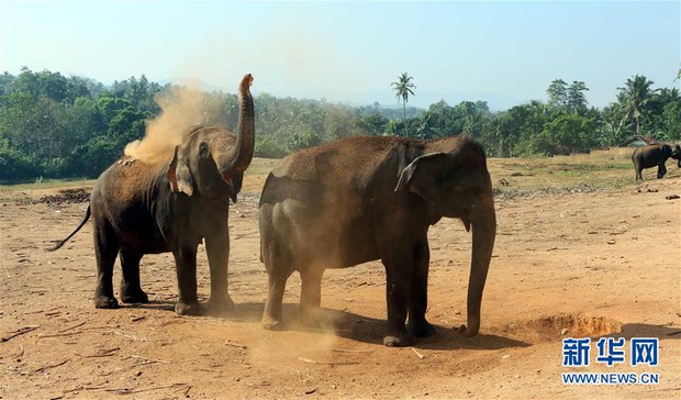 Ghé thăm trại trẻ mồ côi lớn nhất thế giới chỉ dành riêng cho loài voi - Ảnh 8.