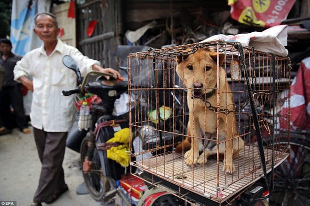 Pitiful images of innocent dogs and cats during the notorious dog meat festival in China - Photo 7.