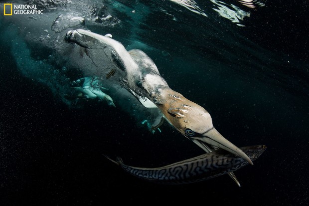 Những bức ảnh đẹp ngỡ ngàng về thế giới tự nhiên trong cuộc thi của Tạp chí National Geographic - Ảnh 9.
