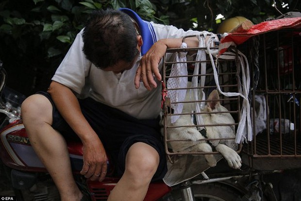 Pitiful images of innocent dogs and cats during the infamous dog meat festival in China - Photo 8.