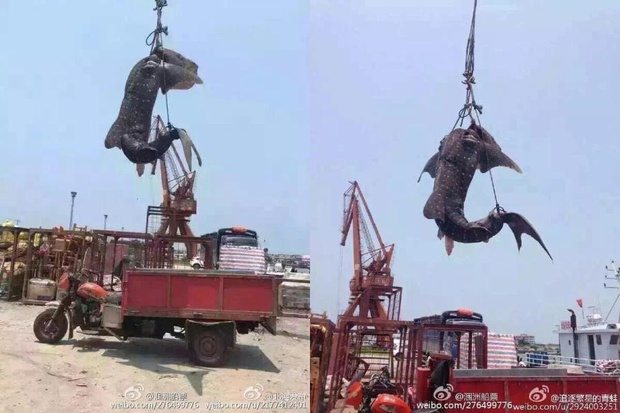2 ngư dân bị bắt giữ sau khi cái chết của chú cá mập voi gây phẫn nộ toàn thế giới - Ảnh 1.