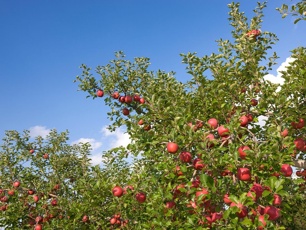 Vì tình yêu với vợ, cụ ông gàn dở nhất Nhật Bản đã dành 30 năm đi tìm cách trồng táo không thuốc trừ sâu - Ảnh 3.