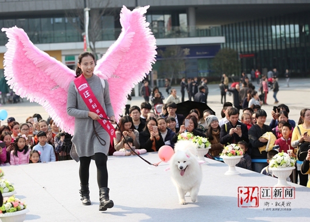 Loạt người mẫu chân ngắn hội tụ tại Victorias Secret Fashion Show phiên bản chó - Ảnh 9.