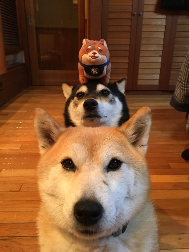 Quên hết mệt mỏi khi ngắm hình ảnh 3 anh em nhà cún Shiba Inu đi đâu cũng có nhau - Ảnh 35.