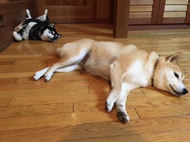 Quên hết mệt mỏi khi ngắm hình ảnh 3 anh em nhà cún Shiba Inu đi đâu cũng có nhau - Ảnh 31.