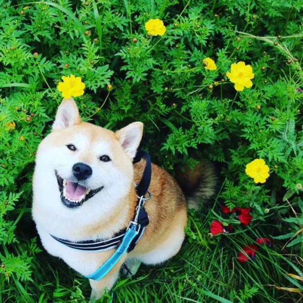 50 sắc thái đáng yêu của chú chó Shiba Inu khi đi chơi công viên - Ảnh 16.