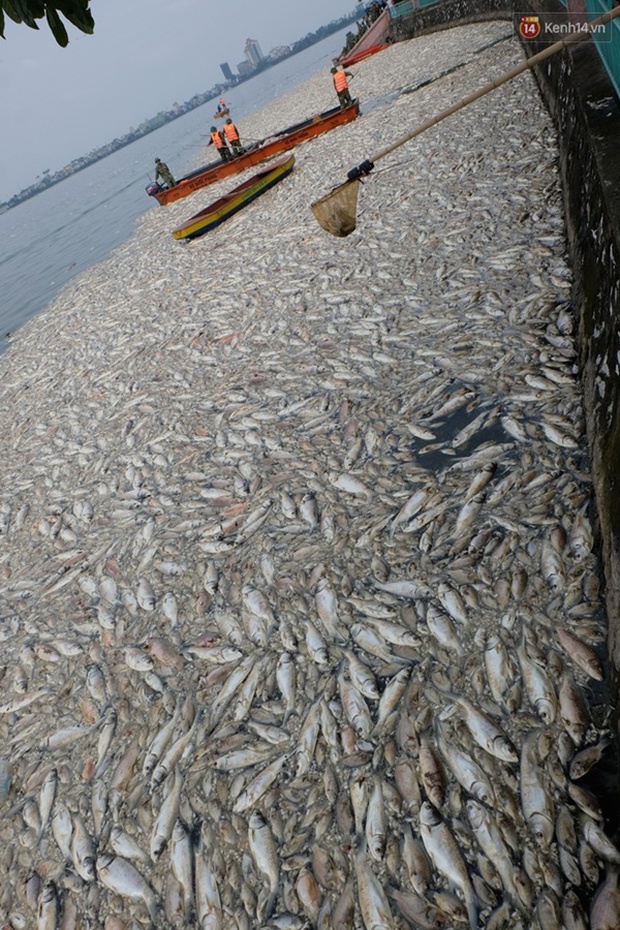 Những xác cá nặng hàng cân nổi lềnh bềnh - cảnh tượng đầy ám ảnh ở hồ Tây ngày hôm nay! - Ảnh 2.