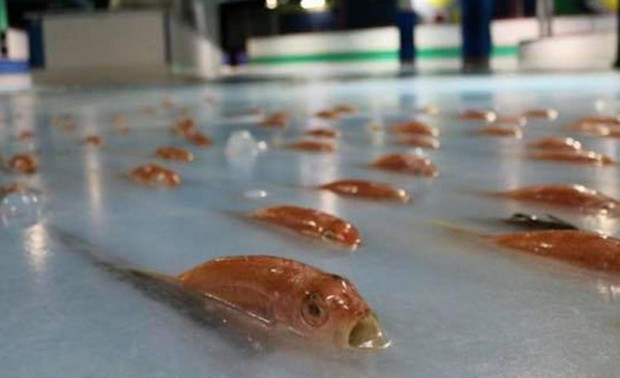 Công viên Nhật Bản gây phẫn nộ vì chôn 5.000 con cá sống dưới sân trượt băng - Ảnh 4.